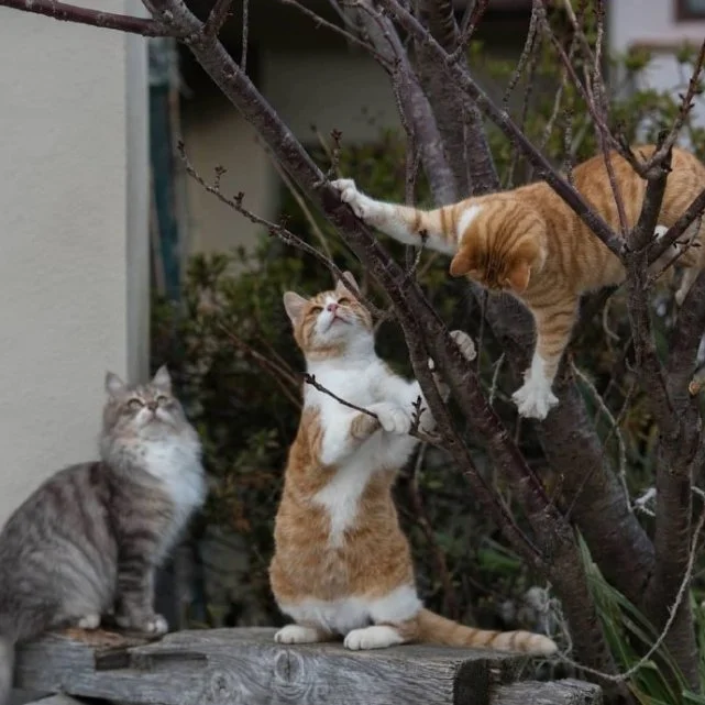 其实，猫咪也会害怕主人“抛弃它”