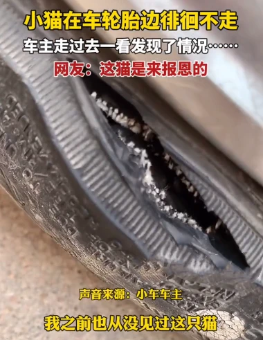 小猫赖在汽车边不走，宝马司机走近一看有危险，网友：来报恩的