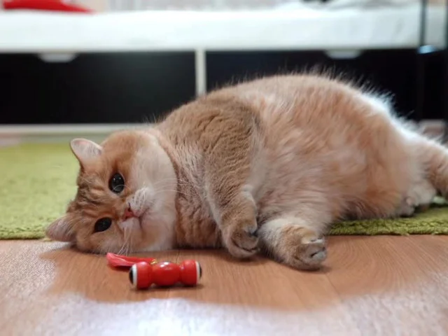 主人买了电动金鱼，在网红猫面前跑一天了，金鱼：这猫也太难逗了