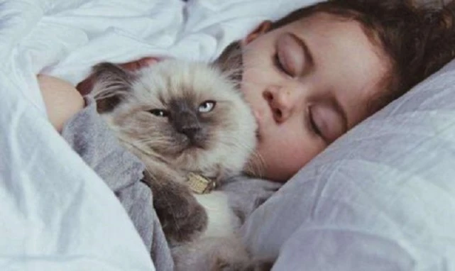 猫咪喜欢挨着主人睡，因为爱主人吗？原因不单单是这个