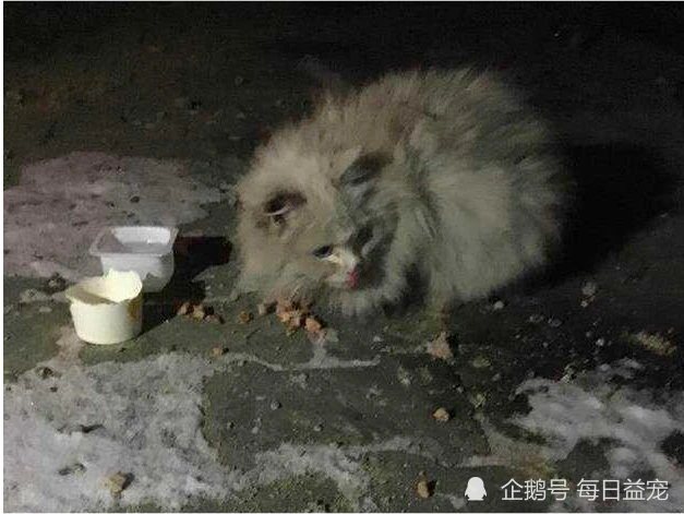 工业区一夜之间出现数十只品种猫，它们都是从哪来的？