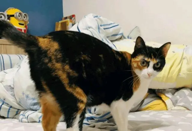 三花猫“太丑”没人要，女孩看它奇特收养，却意外收获一只网红猫