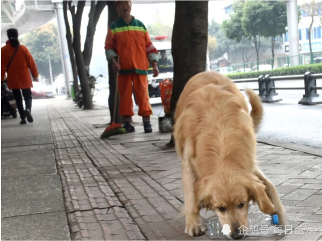 受伤金毛被环卫工救起，它报恩的方式感动无数人，太懂事了！