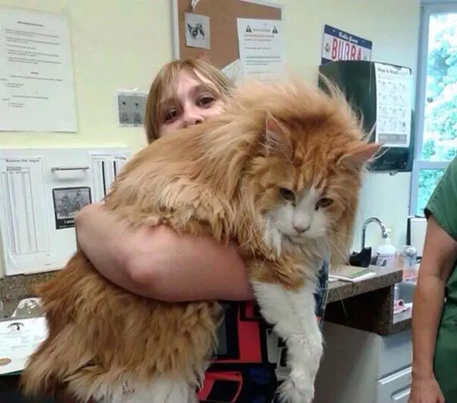 缅因猫身材魁梧，声音却很稚嫩，猫界“小老虎”，你了解它吗？