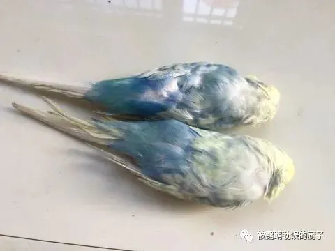 小伙网购了一对宠物鹦鹉，当他拆开包裹的那一刻，瞬间心痛不已
