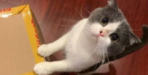 自己都养不活还养猫的年轻人，有多敢花钱？一搬家全是猫的东西！