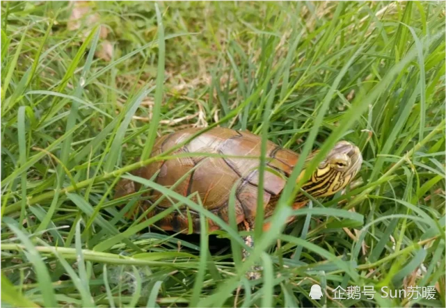 乌龟要如何发色？