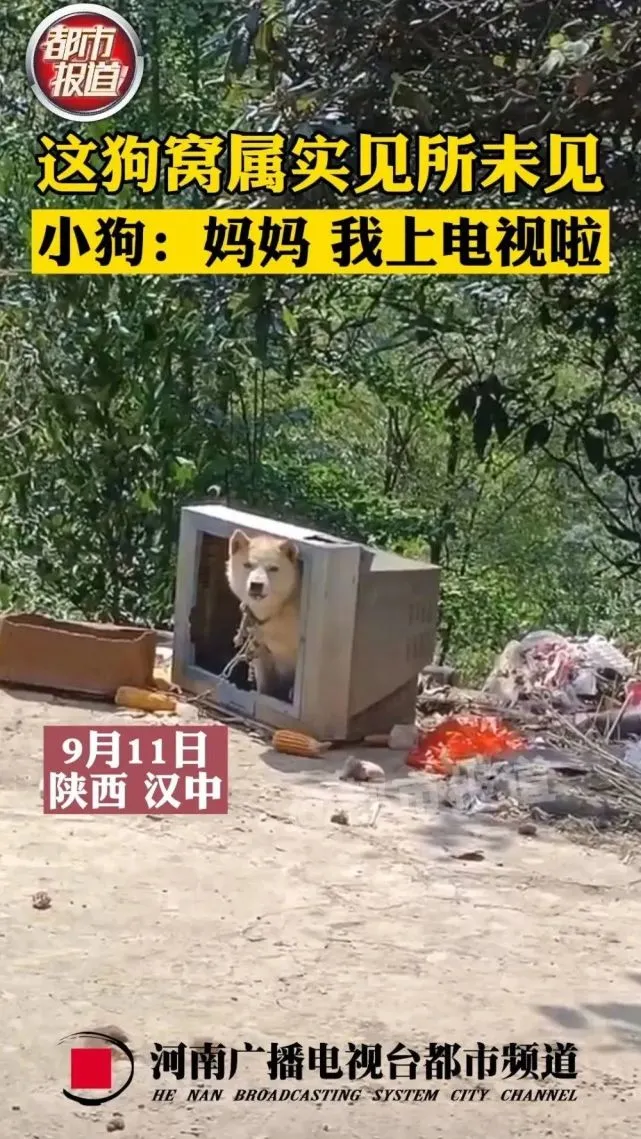 汉中这只狗子上“电视了”！