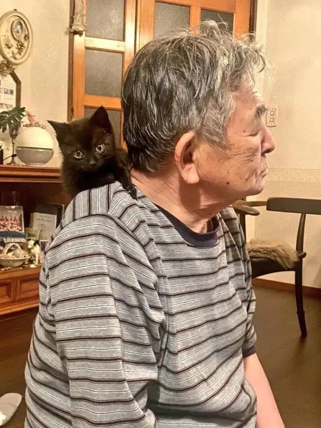 猫趣｜发誓再也不养宠物的日本大叔，在遇见小黑猫后，食言了