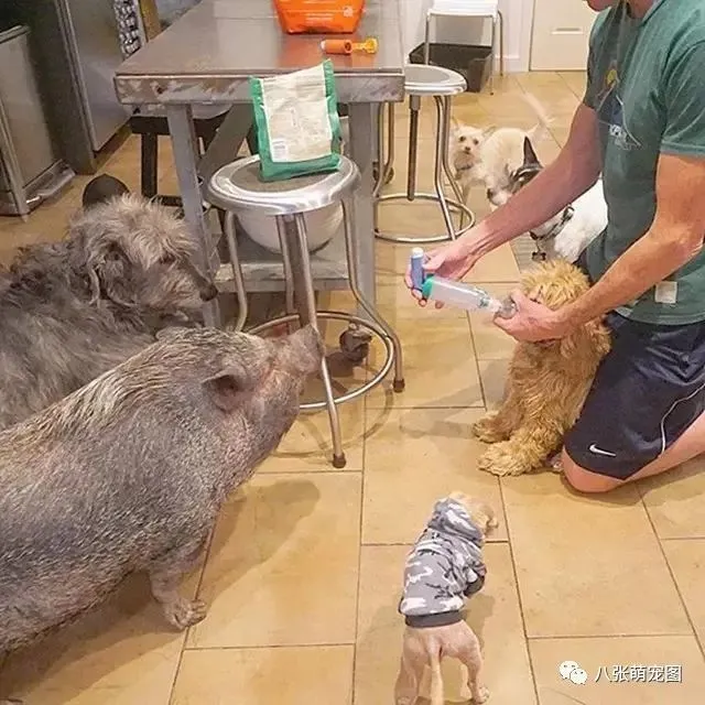 当爱犬离世，他没有消沉下去，反而去做了这样一件事……