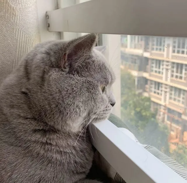 为什么猫咪喜欢看向窗外？跟3个原因有关