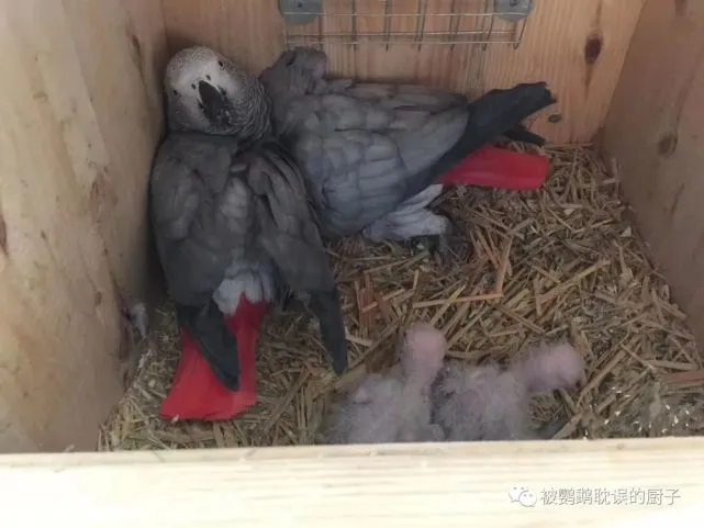 非洲灰鹦鹉不下蛋，养殖户每次进鸟舍都敲门，家里鹦鹉蛋吃不完