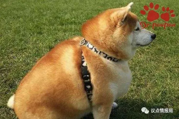 狗狗湿疹是怎么找上门来的？