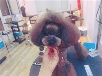 凭着宠物美容手艺 她帮助600只流浪犬找到新主人