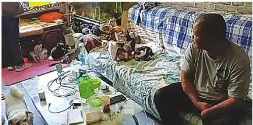 收养动物邻居意见大 她想给流浪猫狗找个家