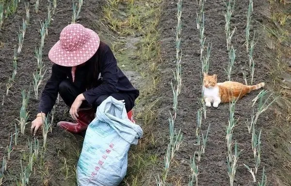 孝顺猫趴田埂陪主人施肥，巡田水身影萌翻网友：超可爱的监工！