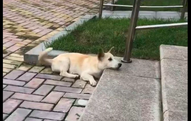 流浪狗饿着肚子，却把食物分享给其他猫狗吃，谦让的原因令人心疼