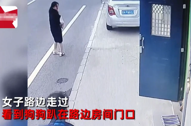 吉林一女子路遇陌生狗狗，看到狗狗眼神后返回暖心投喂，细节点赞
