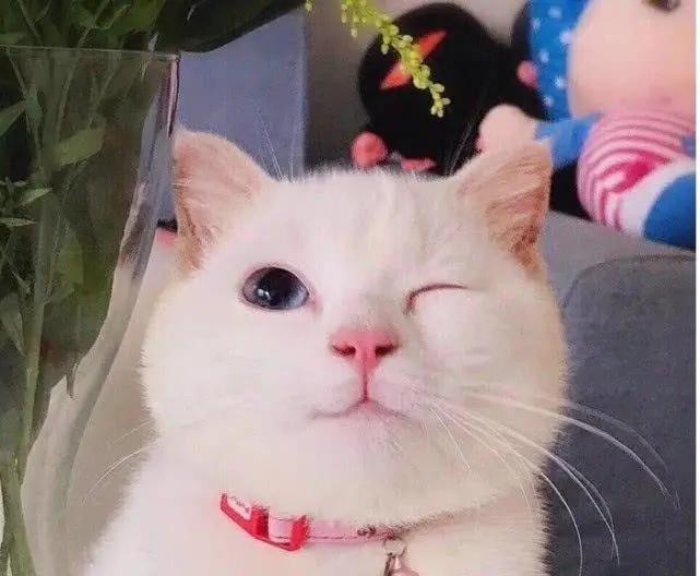 当猫咪觉得幸福时，会有这5种表现，你的喵中招了吗？