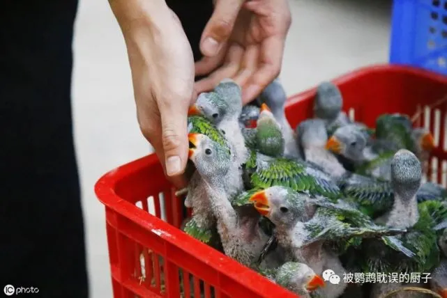 怎么养活刚破壳的鹦鹉，这三点人工鹦鹉雏鸟知识，你必须要掌握