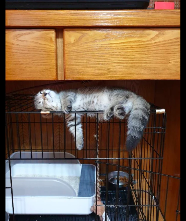 猫咪不去睡自己的窝，而是睡在笼子的上方，猫：我的生活我做主！