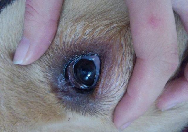 家有老年犬是福气，但犬龄大易患白内障，主人需留心
