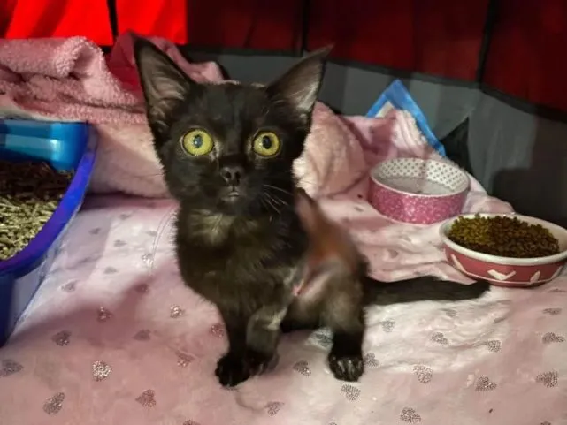 小黑猫被火烧伤，救出8周后，它实现了蜕变！