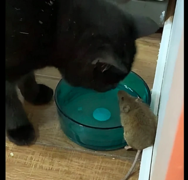 猫和老鼠成为好朋友，不仅为它在厨房找食物吃，人来了还帮它逃脱 ...