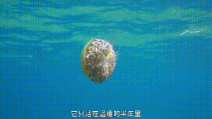 这是我遇到的脑洞最大最奇葩的动物纪录片，哈哈哈哈哈哈