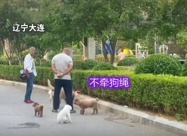 惹不起！大连一群大妈大爷遛狗不牵狗绳，男子拍视频反被骂