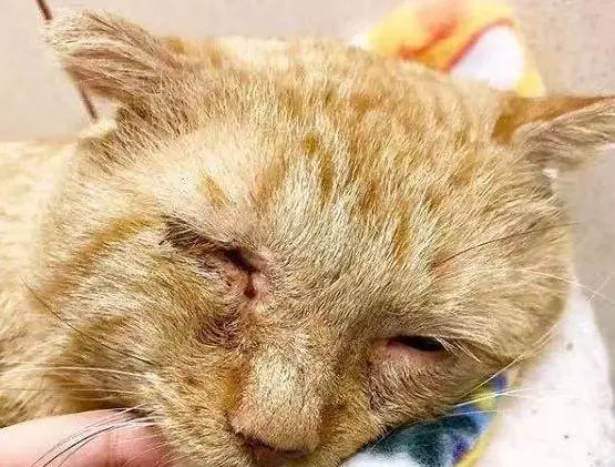 橘猫在笼里满脸悲伤，它被人类欺骗7年，女孩要养它，猫却退缩了