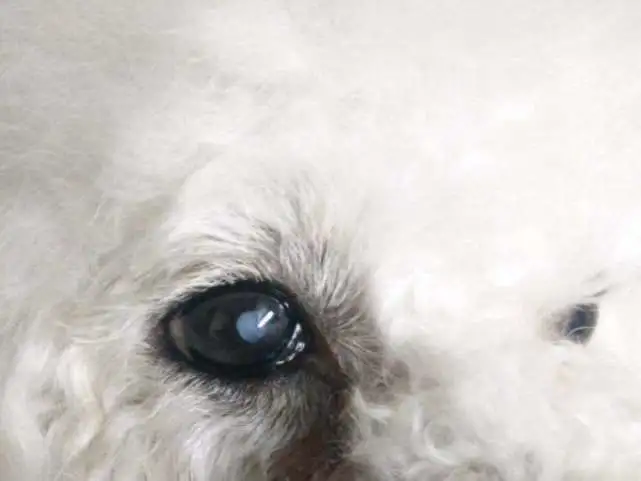 辟谣！狗狗得白内障一定会眼瞎？眼药水只能缓解，手术治疗是关键
