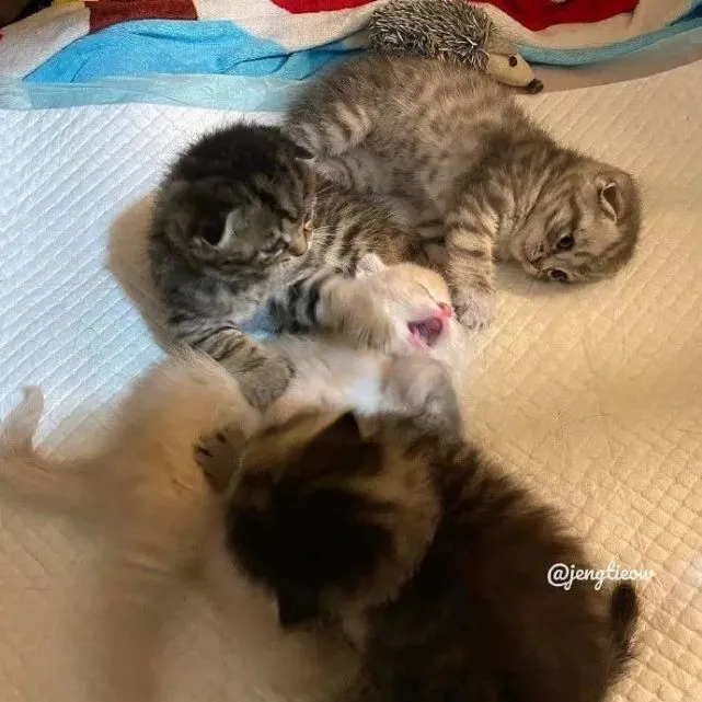 可能因为是橘猫吃太多，被兄弟姐妹们打了