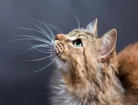 猫咪软便拉稀怎么办，猫用益生菌保护肠胃最有效！