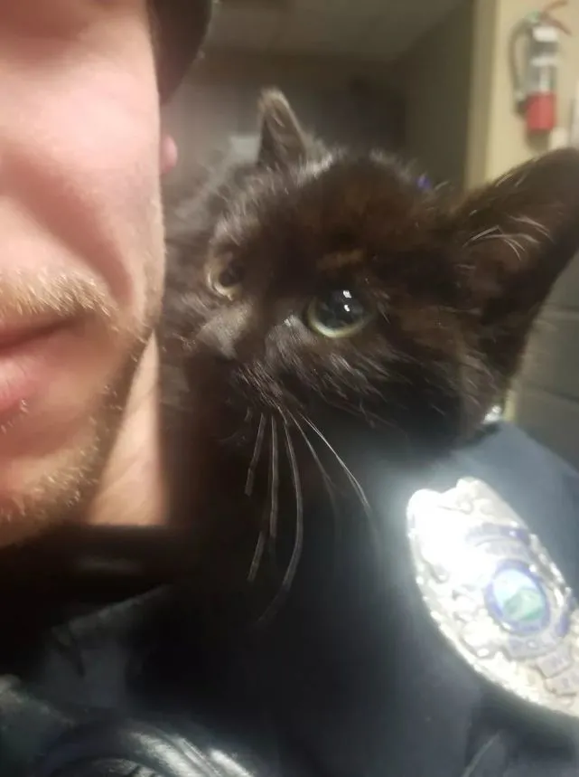 警察雪地救出小黑猫，准备给它找新家时，小猫却另有打算……