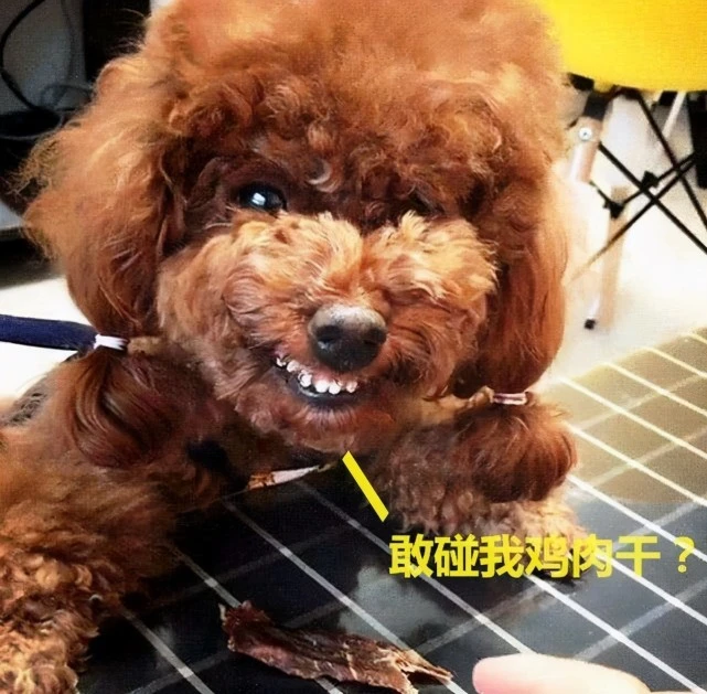 为啥养“泰迪”不要选择公的？这几点原因很现实