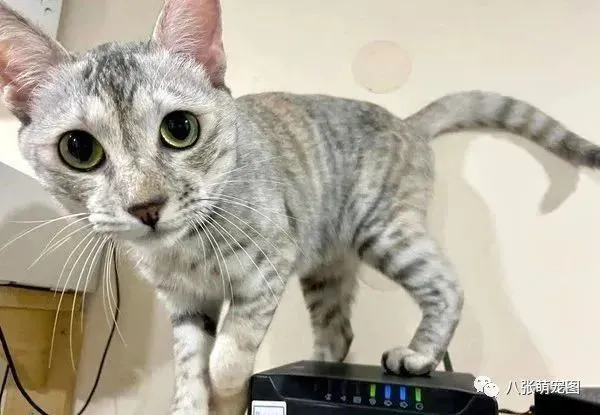 猫咪呕吐前通知妈，获同意才吐，暖举感动她：还会等我拿容器