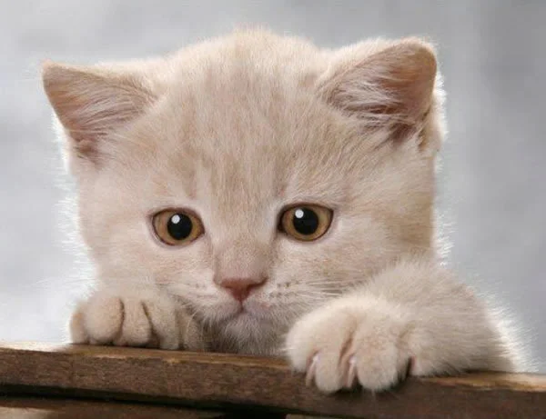全自动猫砂盆到底好不好？