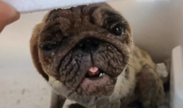 满身皮肤病，散发着恶臭的流浪巴哥犬，却还依然努力地对人类卖着萌