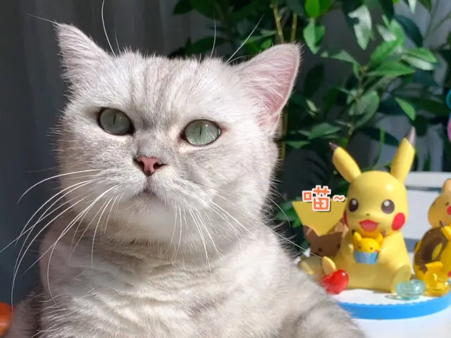 猫咪：不会吧！这么简单的月饼还有人学不会？
