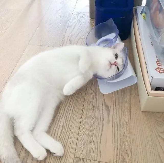 每天只知道守在猫盆旁边的猫咪
