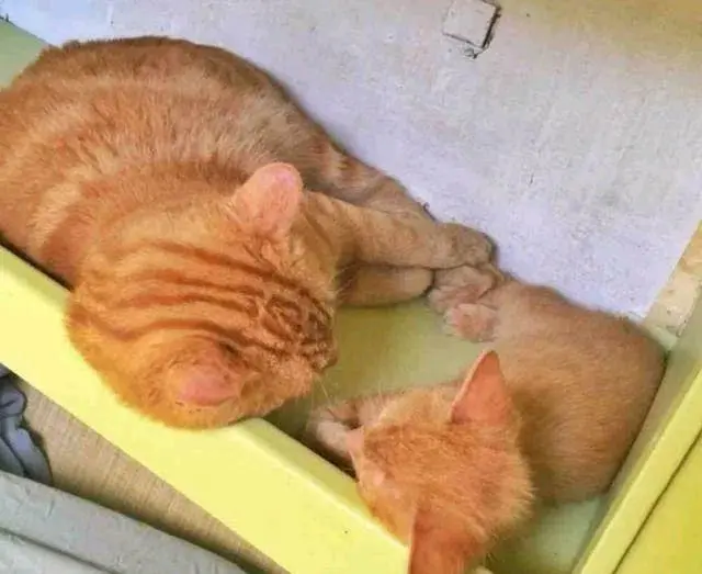 小猫从海里被捞起，全身发抖却不忘感谢“船长”，结局令人羡慕！