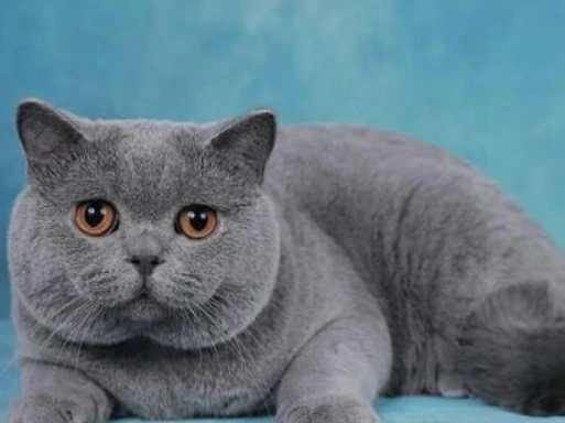 科学养宠二：选蓝猫看品相，四大特征，让你认准优质品种蓝猫