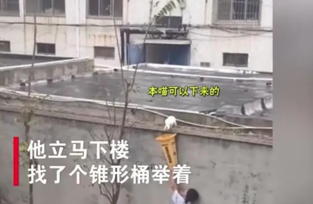 白猫被困高墙，男孩双手举纸箱救猫，网友：比追着打猫的熊孩子帅