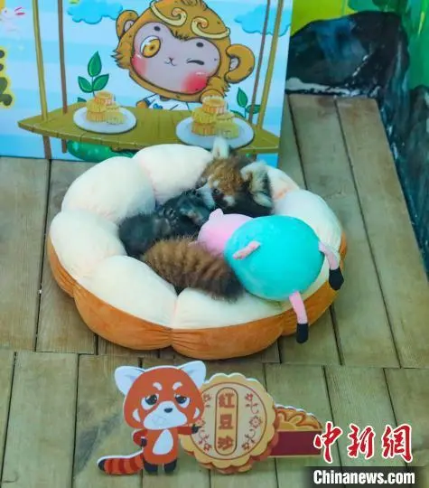 常州一动物园出中秋限定款“动物月饼” 吸睛