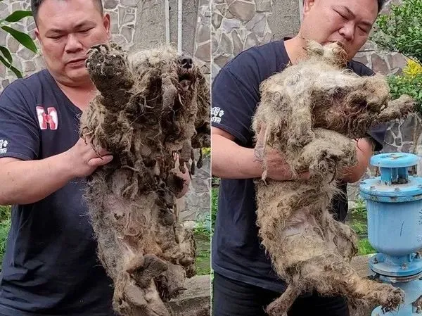 原来是漂亮雪纳瑞，2坨“屎味抹布狗”花5小时剃毛重生，感动网友