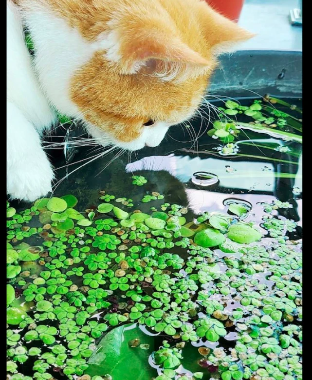 猫咪一直盯着缸看，就希望能从里面变出一条鱼来，痴心的小吃货呀