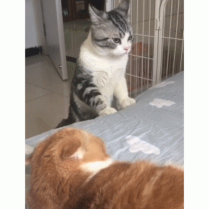 猫界6大“寿星公”，养猫最好养它们，能陪你更久