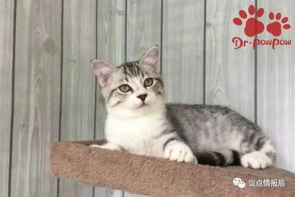 猫黄疸性肝炎怎么治疗？