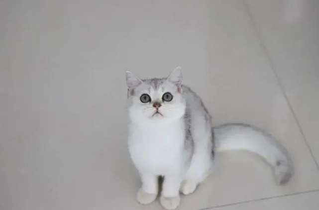 家里有猫和没猫有什么区别？
